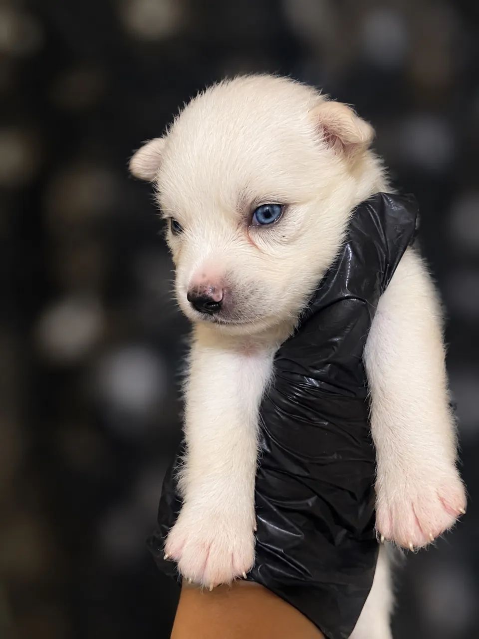HUSKY SIBERIANO  - Foto 2