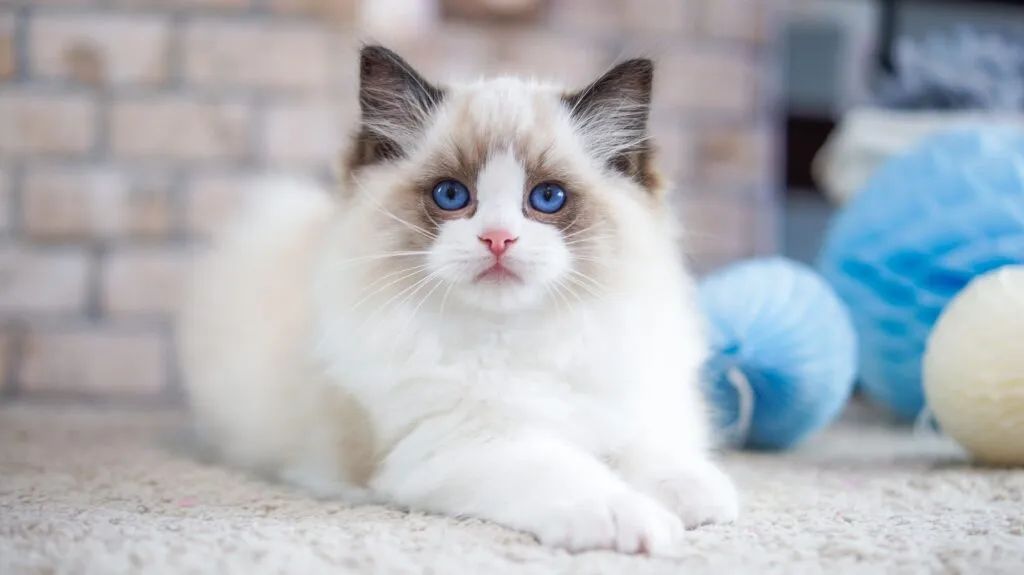 Ragdoll - Foto 3