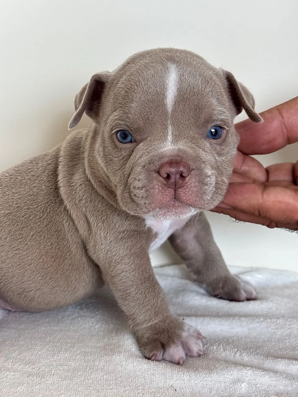 American Bully  - Foto 3