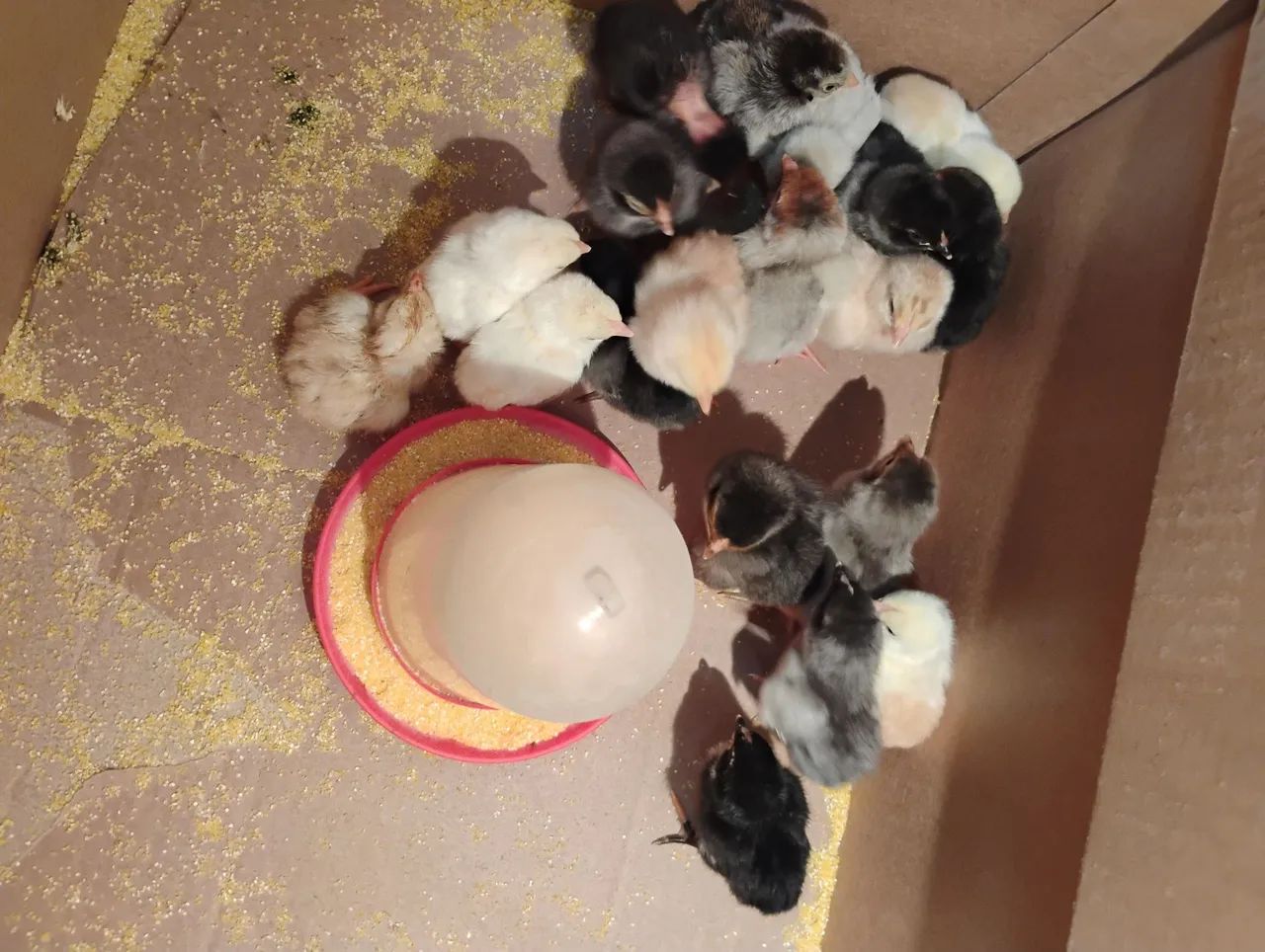 Pintinhos caipira 