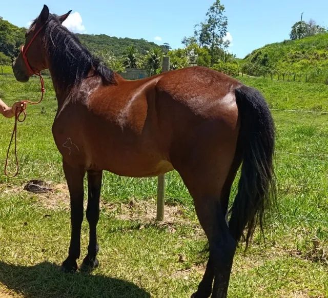 Cavalo Mangalarga Castrado Registrado - Foto 6