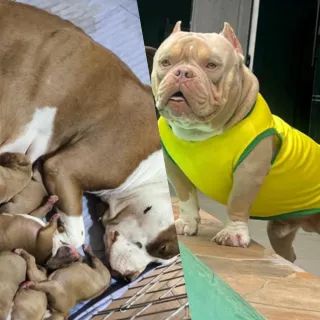 FILHOTES DE AMERICAN BULLY - Foto 3