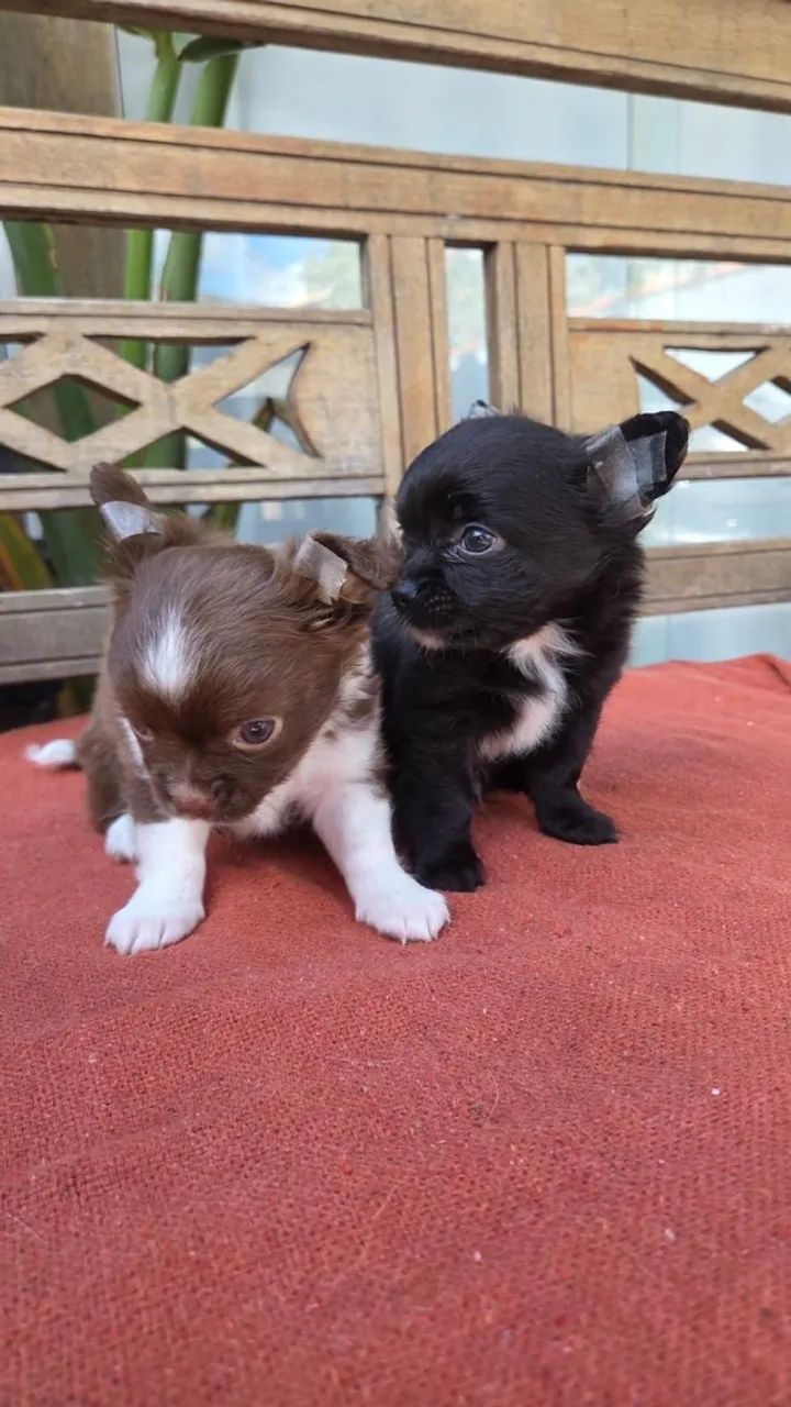 Chihuahua - Foto 3
