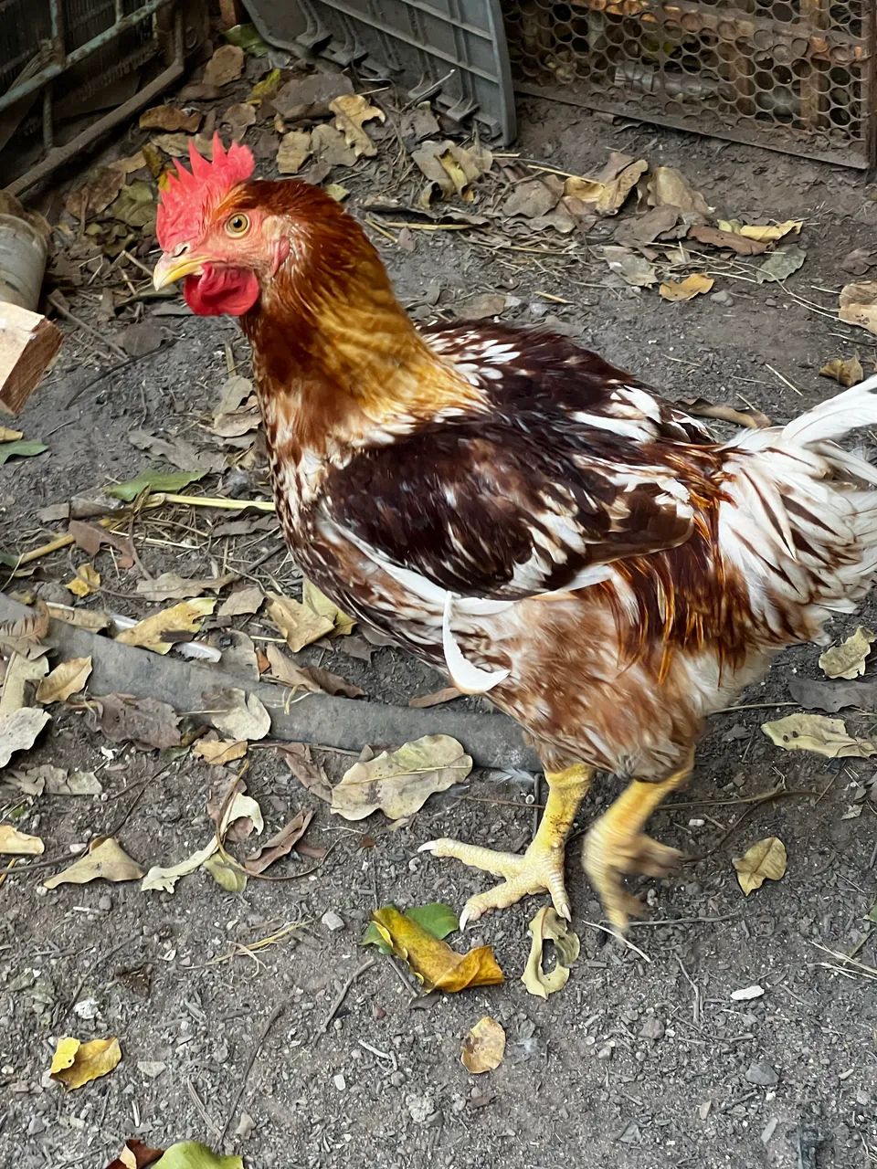 Vendo galinha caipira  - Foto 2