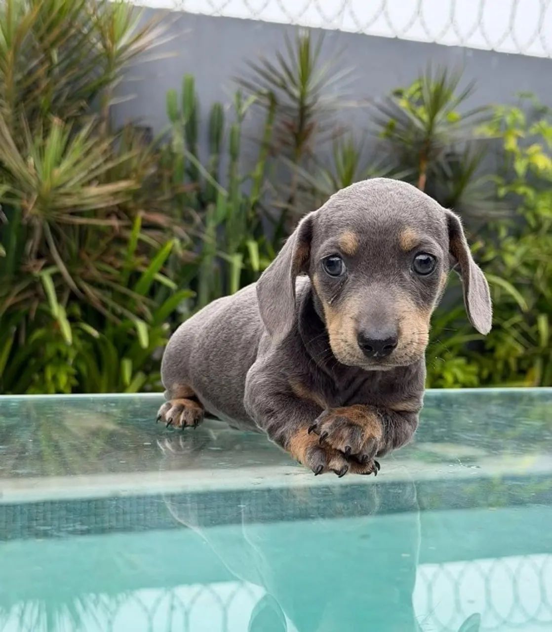 Dachshund