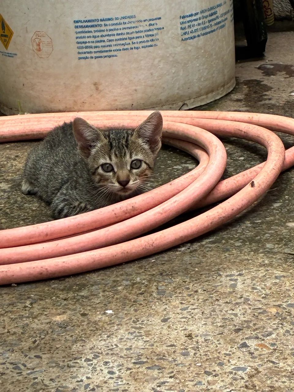 Gatinhos fofos para doação responsável  - Foto 3