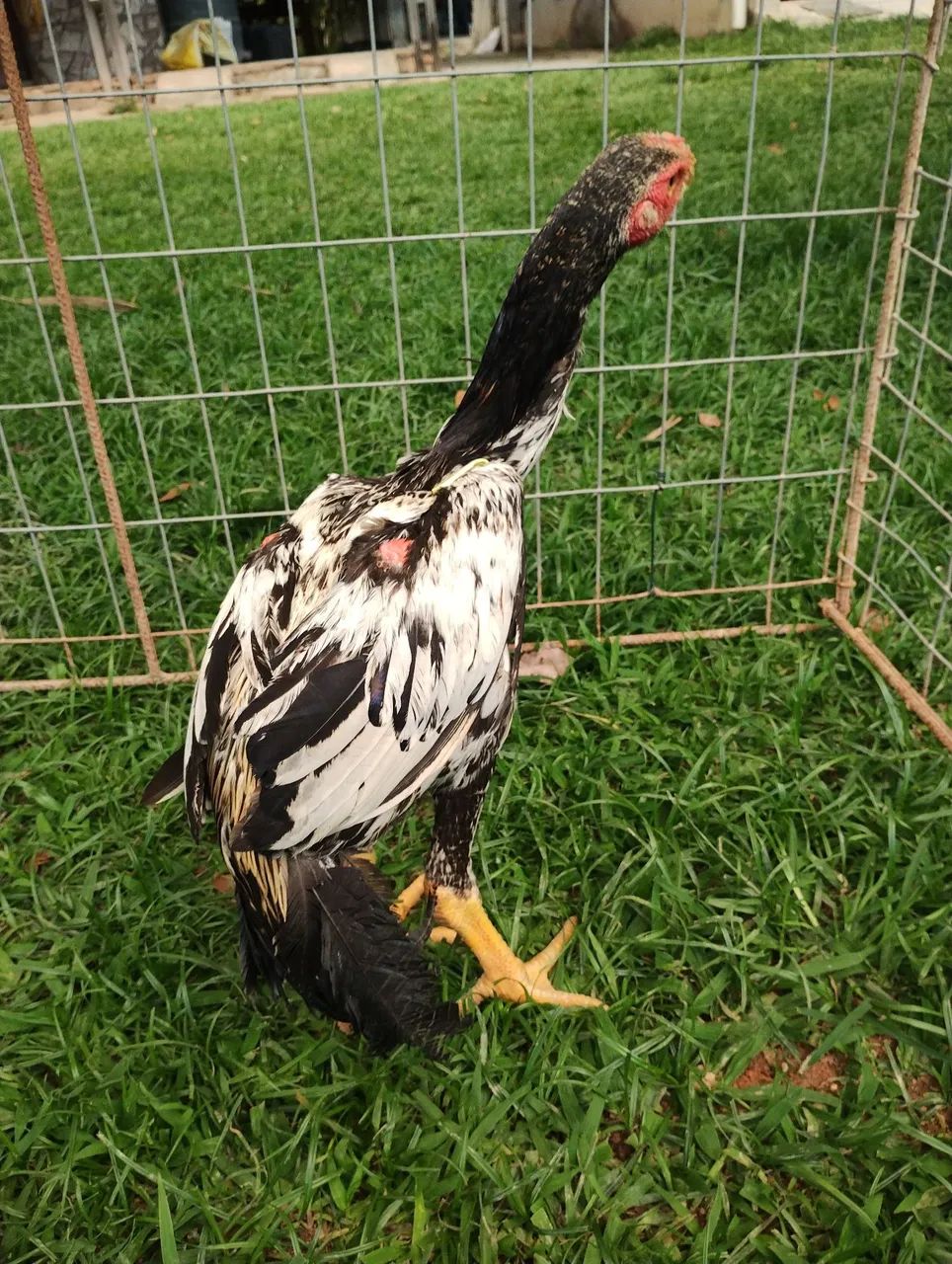 Frango índio bico curto  - Foto 5
