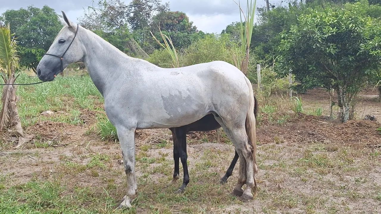 Vende - se Égua Manga Larga registrada com potro 4 meses no pé - Foto 4