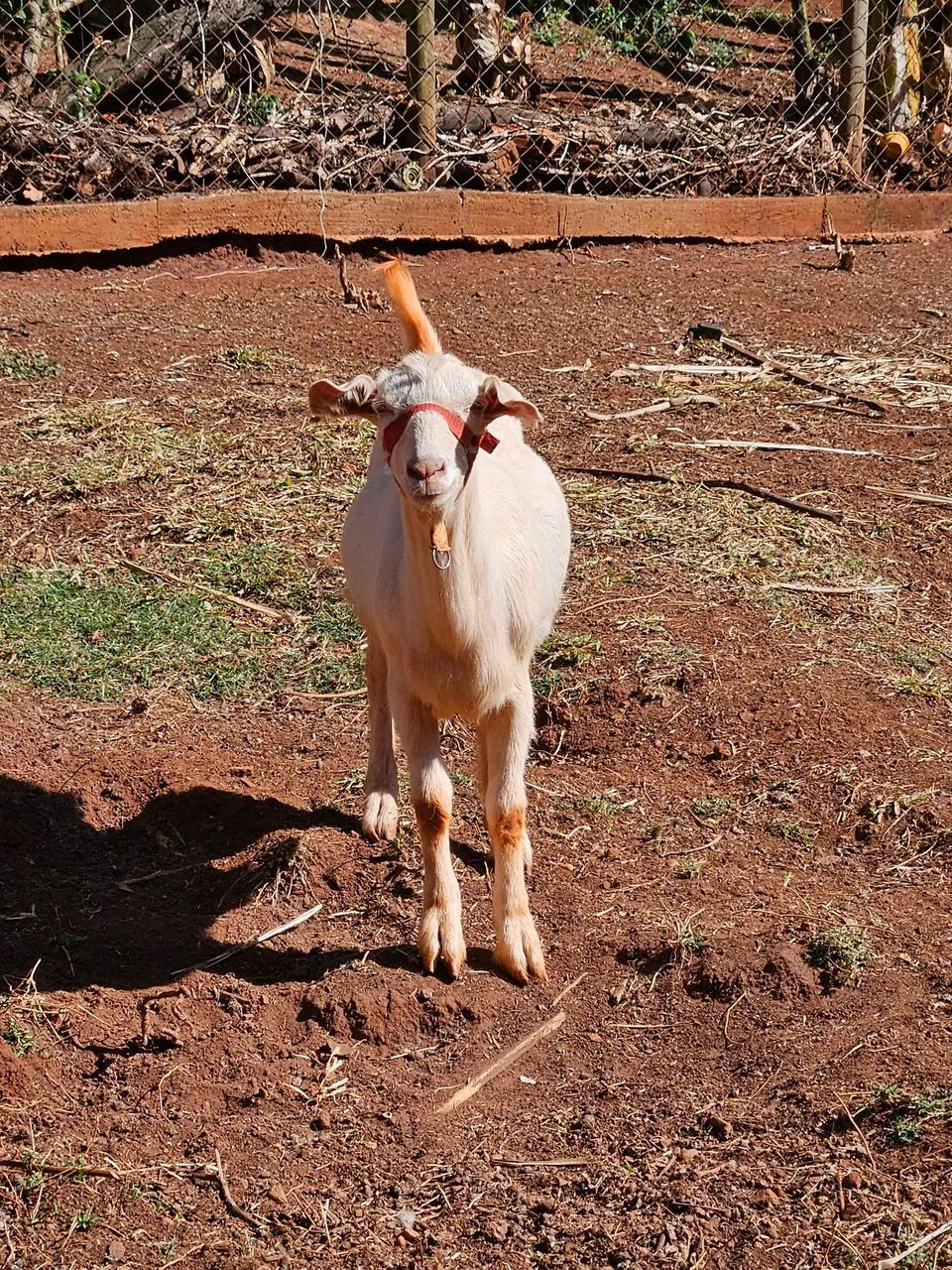 Cabrito - Foto 5