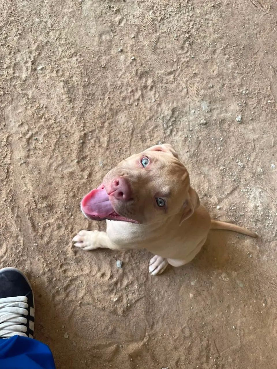 Vendo Pitbull  - Foto 3