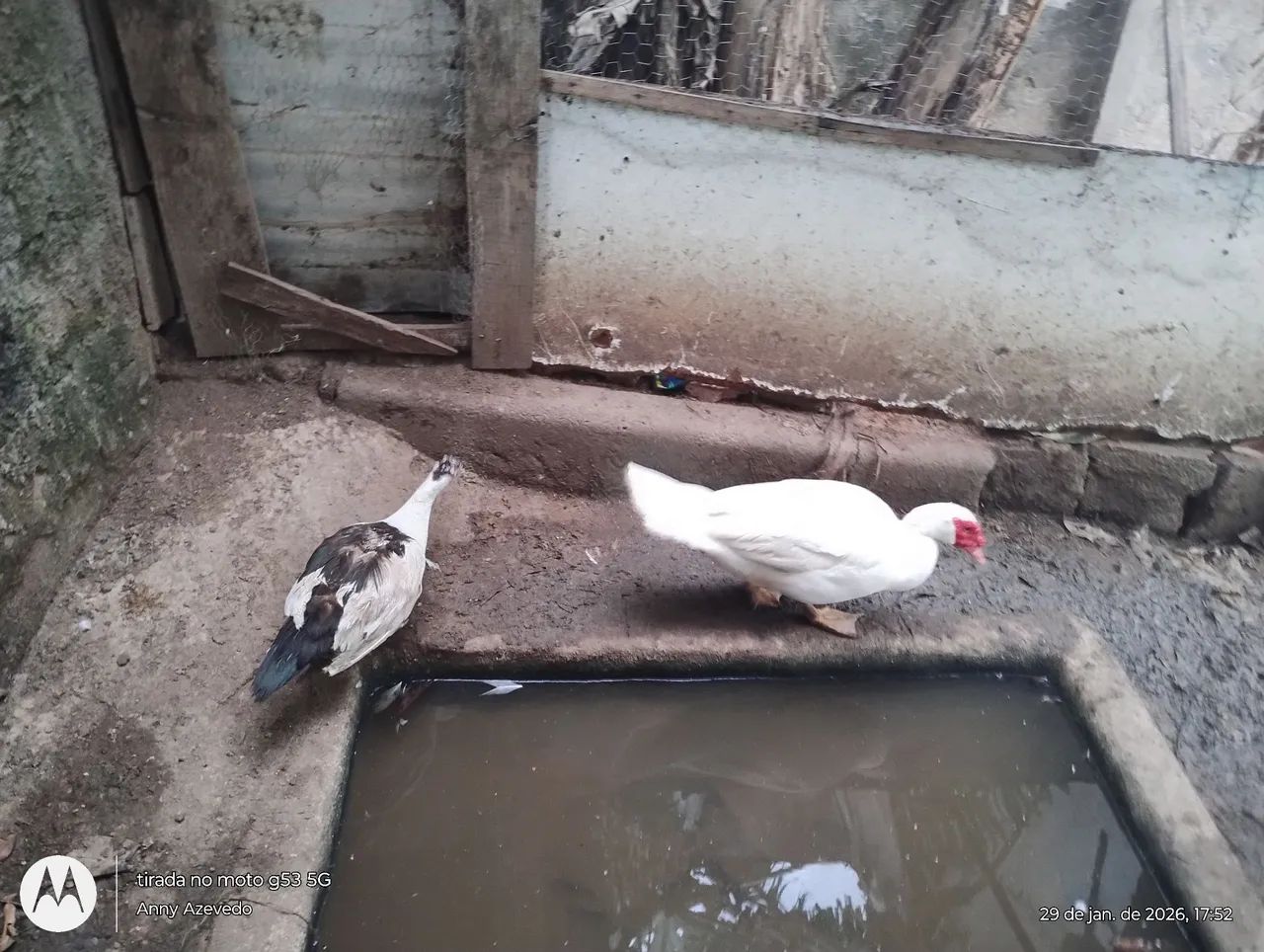 Vendo galinha caipira poedeira e Patos jovens adultos. - Foto 2
