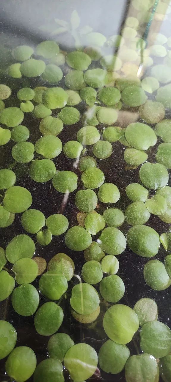 Plantas de Aquário  - Foto 4