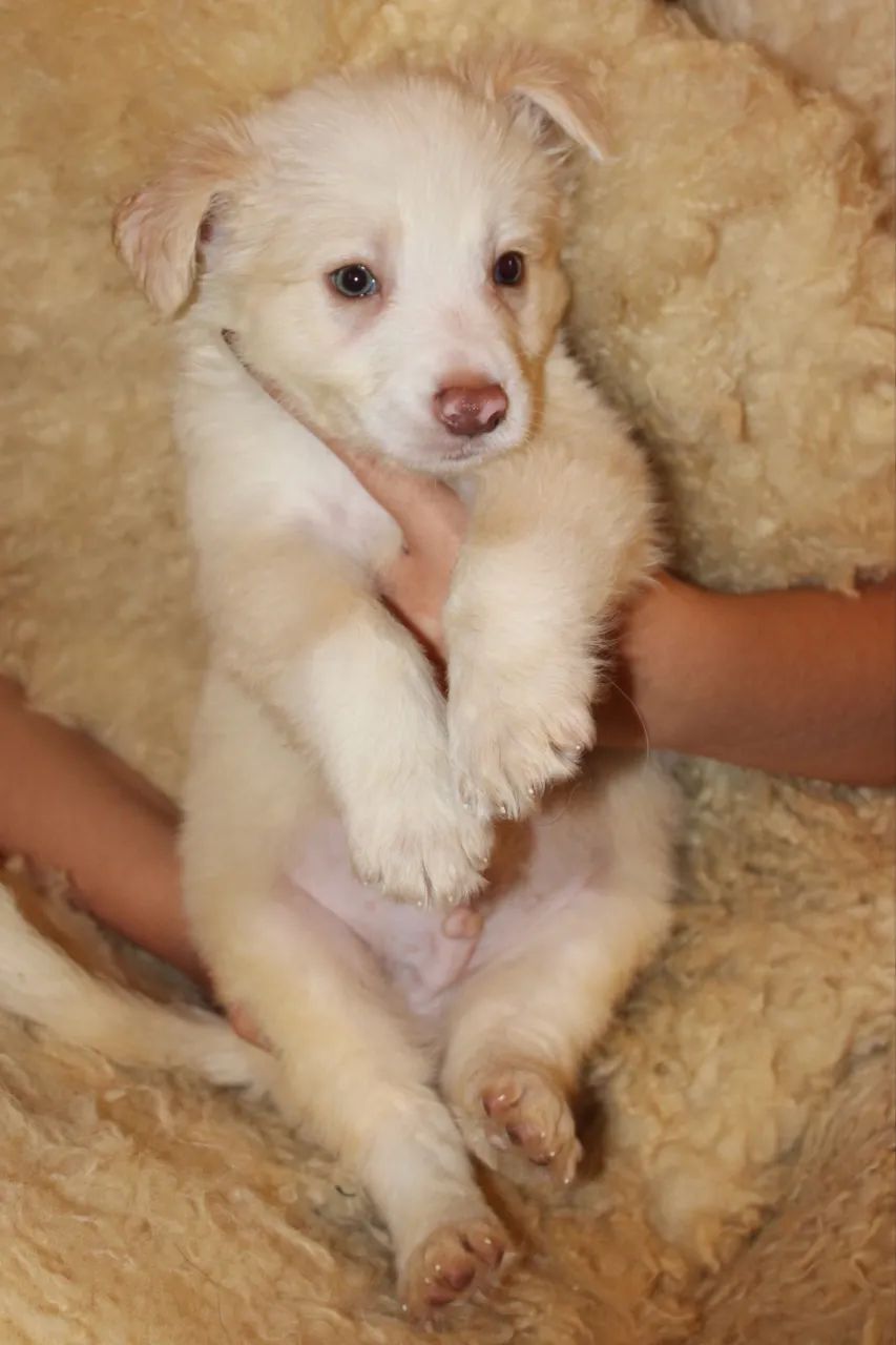 Filhotes Border Collie Macho  - Foto 5