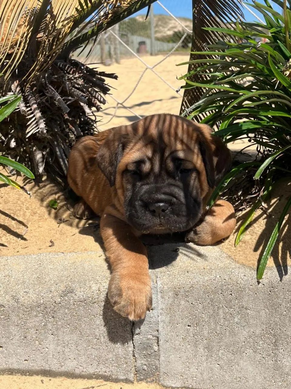 Cane corso  - Foto 2