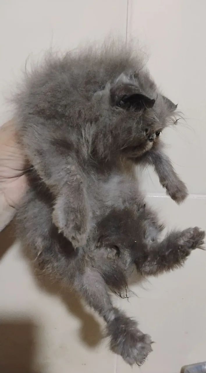 Gatos Persas  - Foto 4