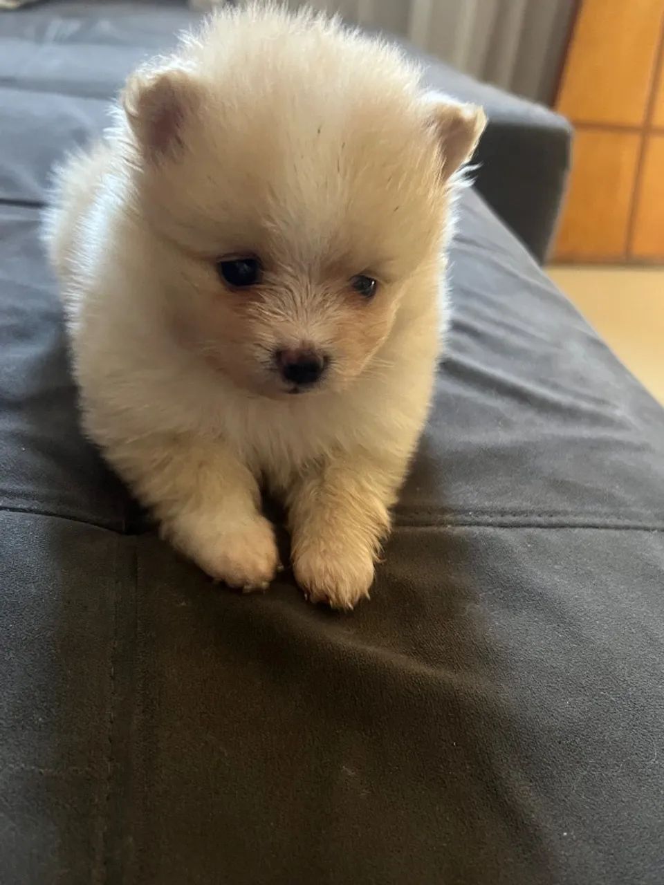 Pet - Foto 3