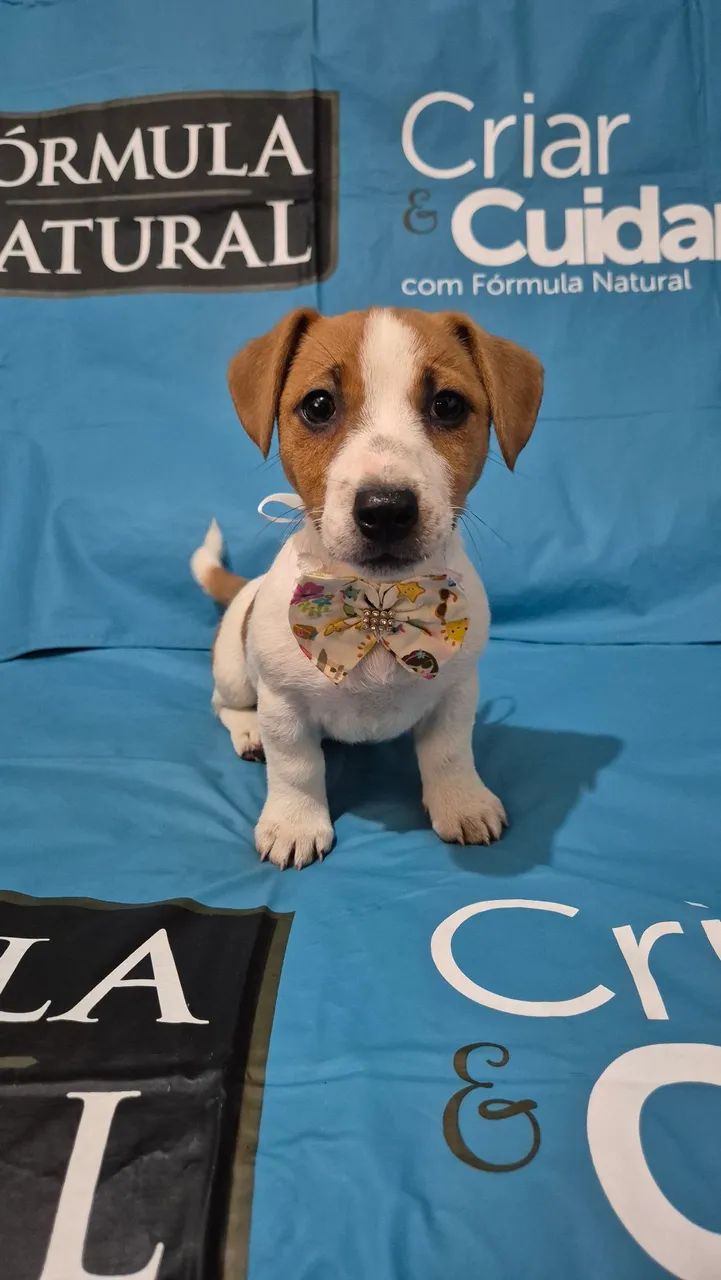 Jack Russell Terrier 