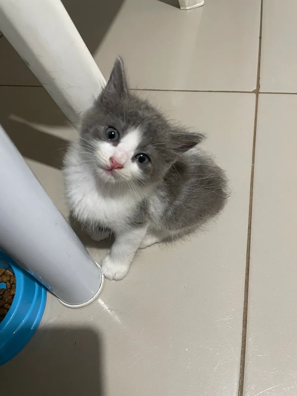 Estou doando este gatinho macho tem 1 mês , motivo moro em apartamento  - Foto 2