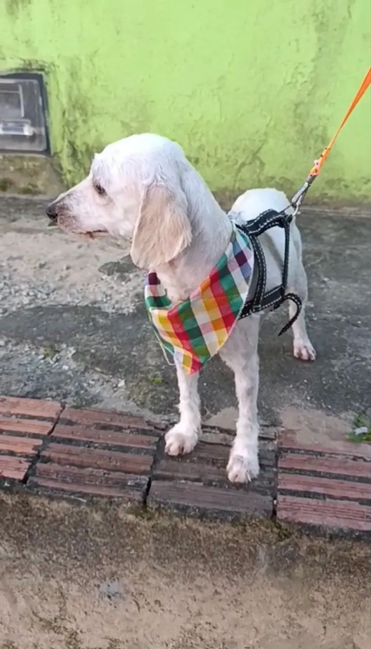 Adoção de cachorrinhos  - Foto 4