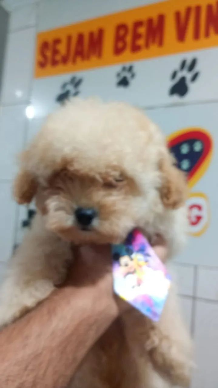 Filhote de poodle macho  - Foto 3