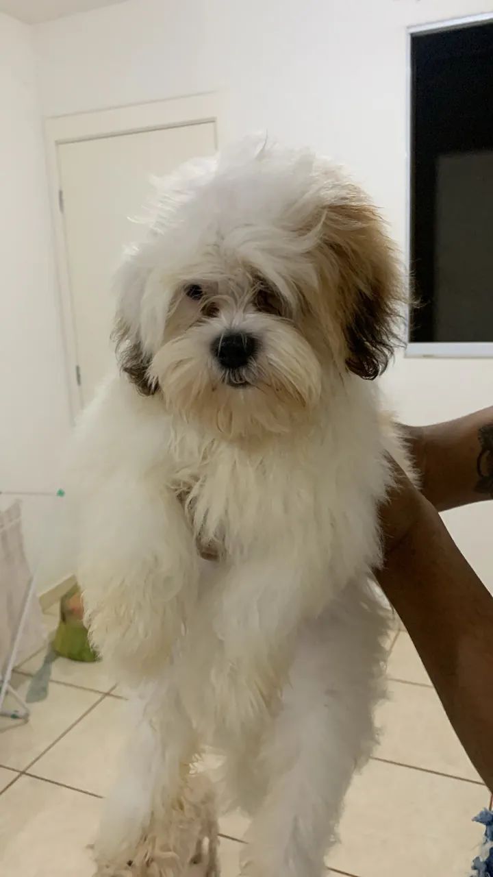 Filhote macho de Lhasa apso com 3/6 com a terceira doce e vermifugado - Foto 2