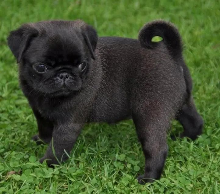 Pug - Filhotes Brincalhão E Cheios De Vida 