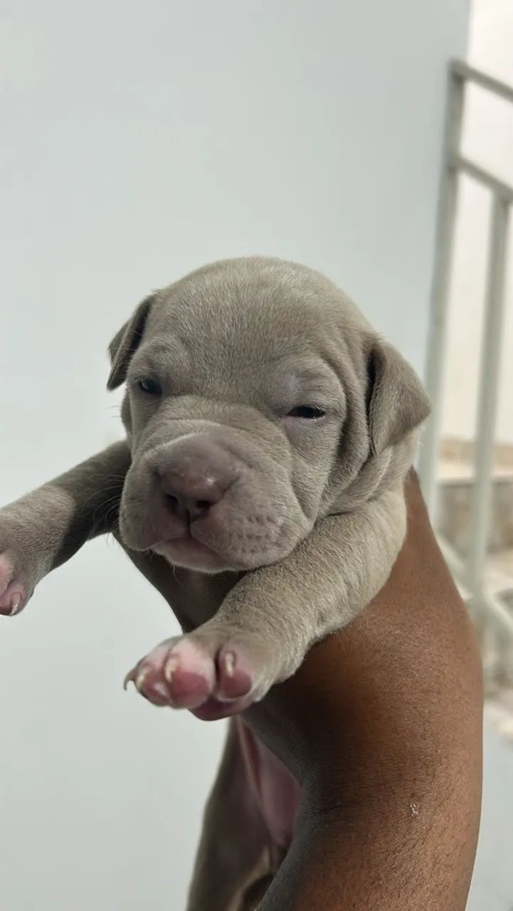 Filhotes American Bully 
