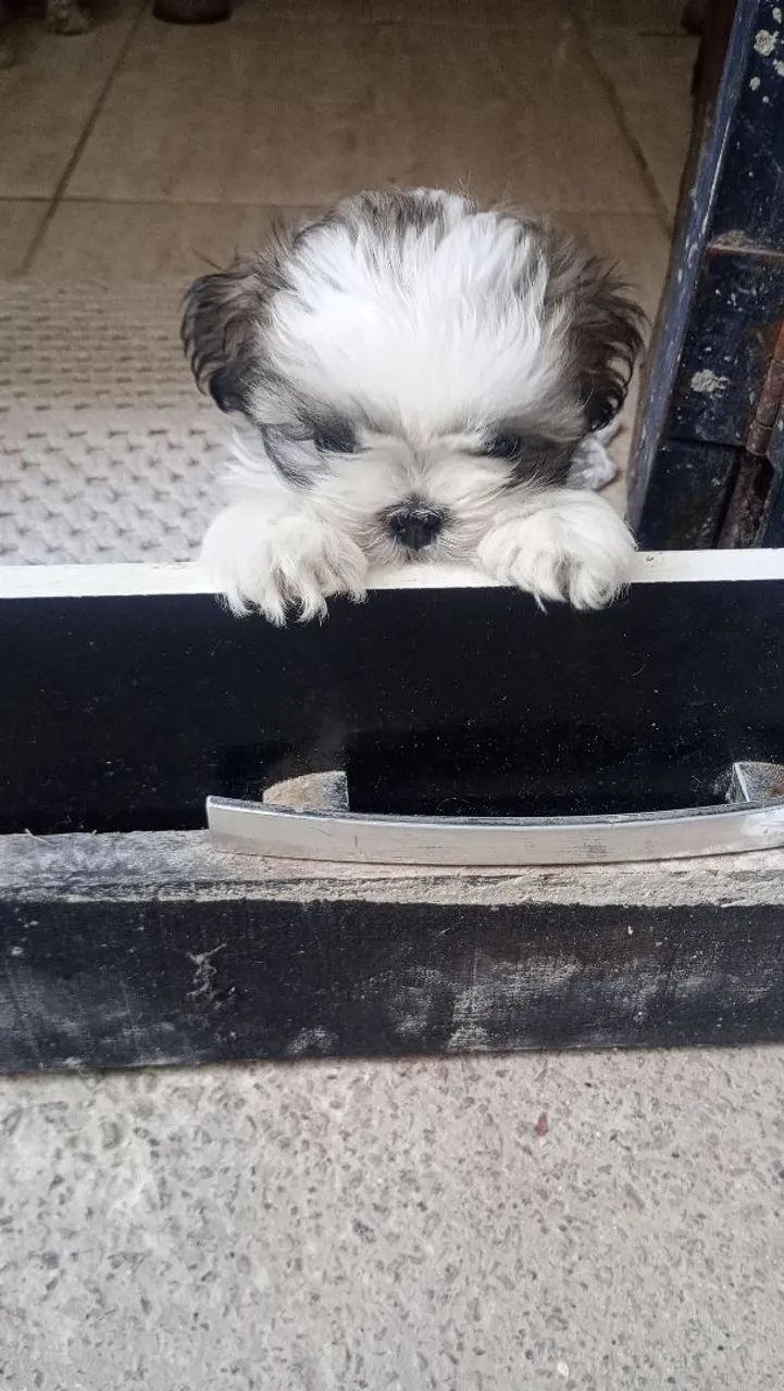 Shitzu machinho  - Foto 2