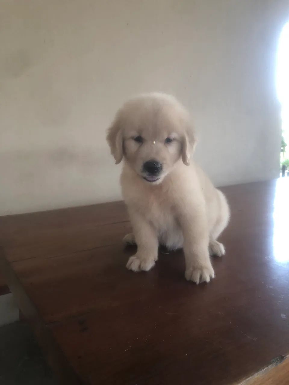 Golden retriever  - Foto 2