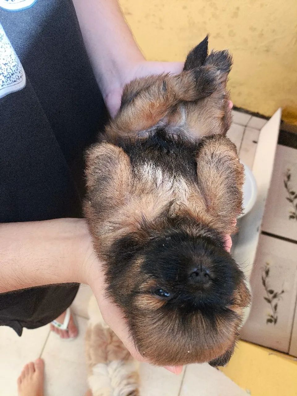 Shihtzus  - Foto 4