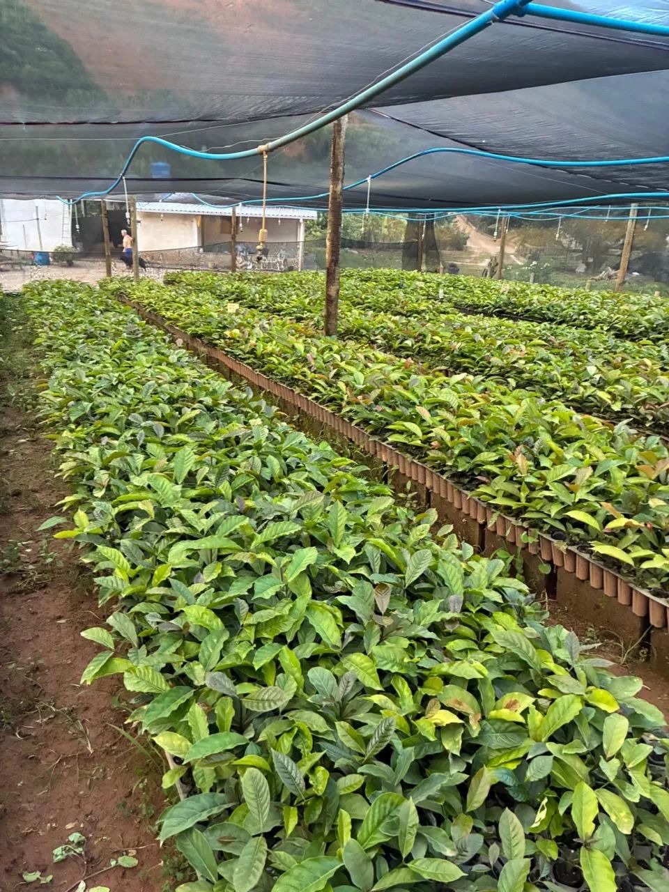 Mudas de café conilon - Foto 5