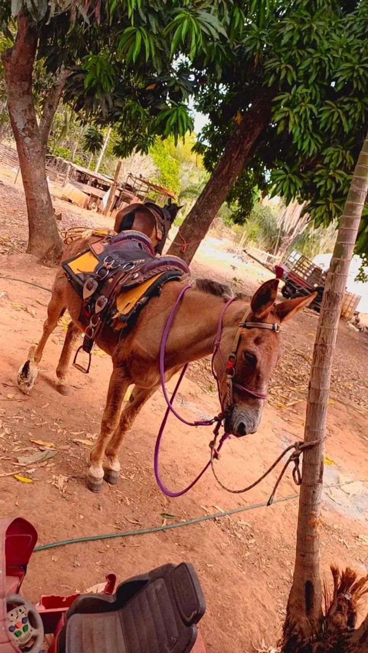 Burro  - Foto 3