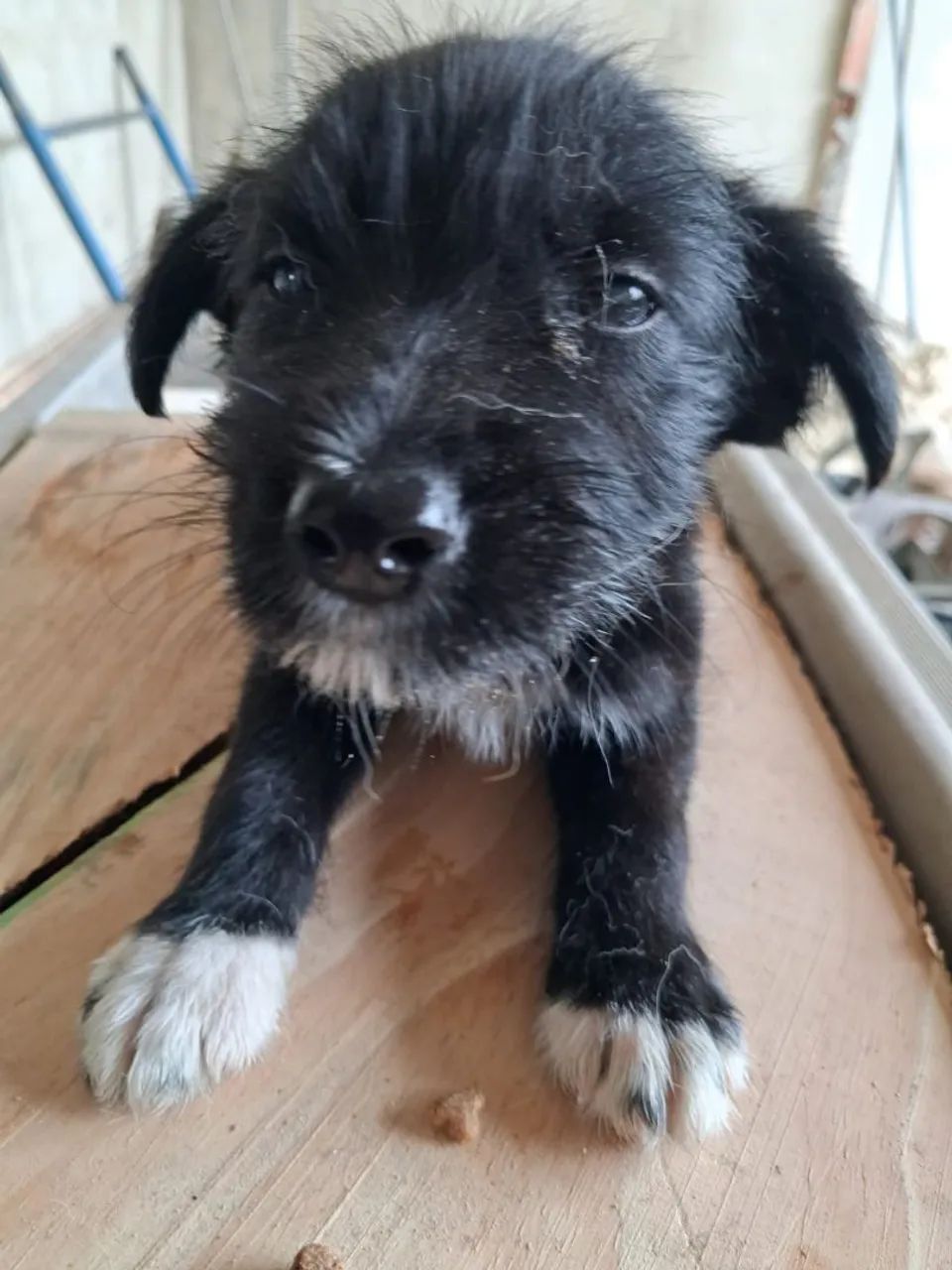 Animais - Foto 2