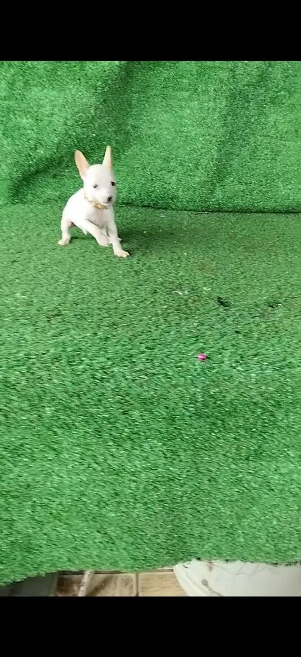 Pinscher pré adestrado  - Foto 3