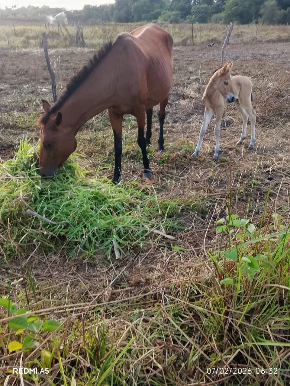 Égua parida de macho - Foto 3