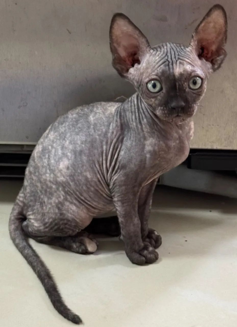 Gatos Sphynx - Foto 3