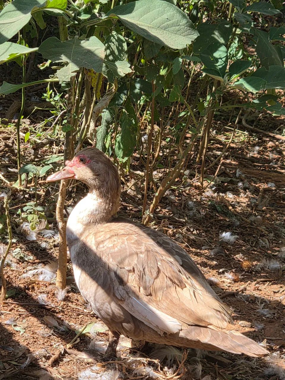 Patos e patas - Foto 4