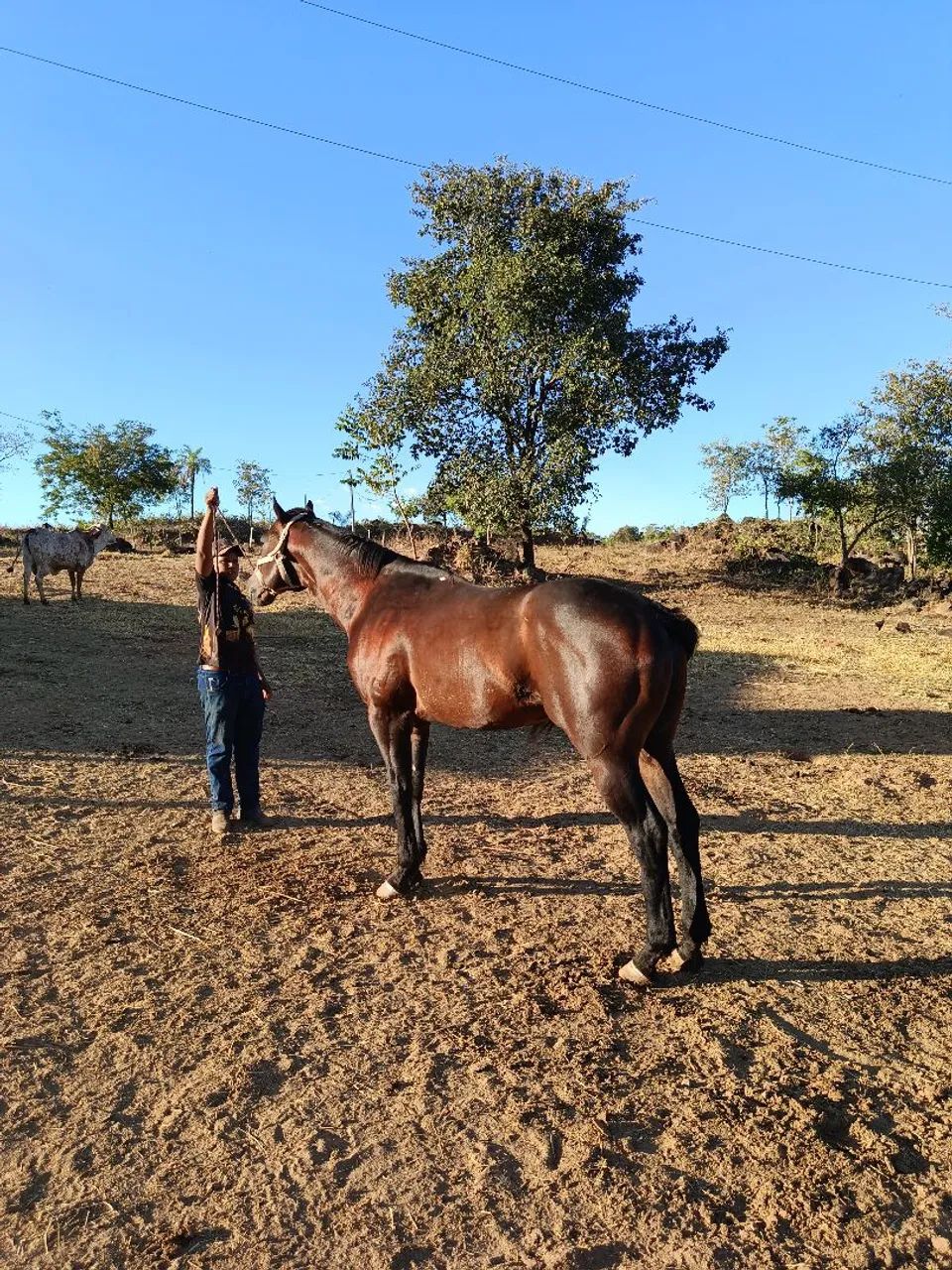 vendo lindo garanhão  - Foto 2