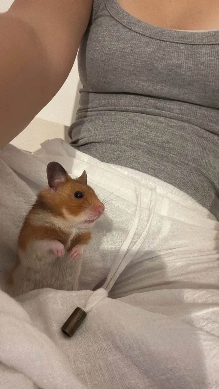 Hamster Sírio