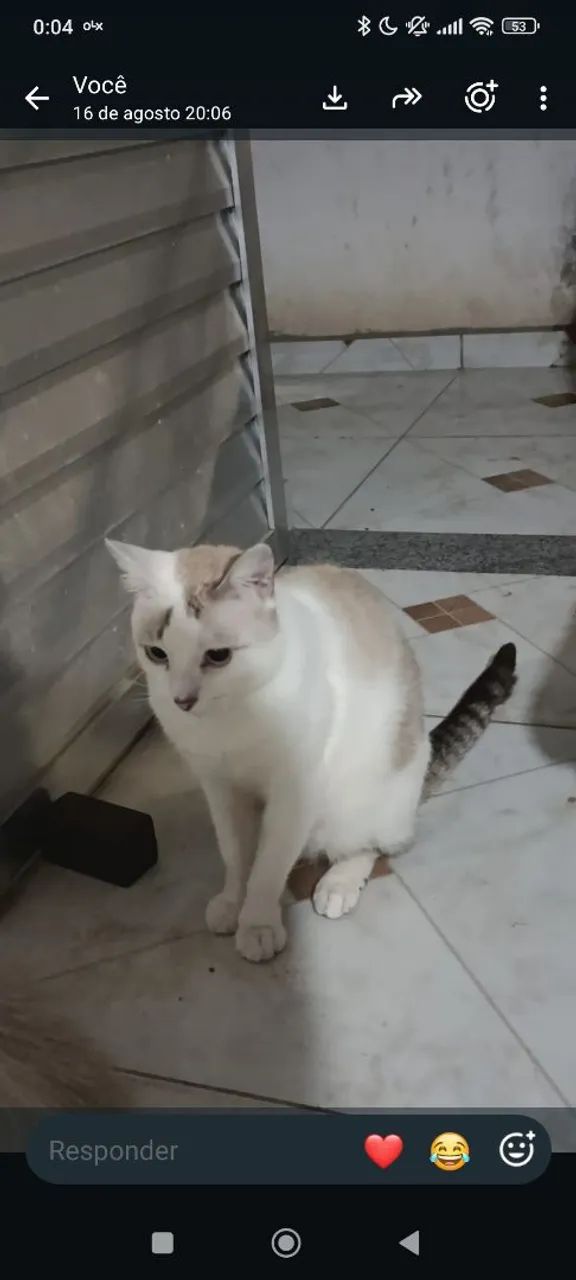 ADOÇÃO RESPONSÁVEL  - Foto 2