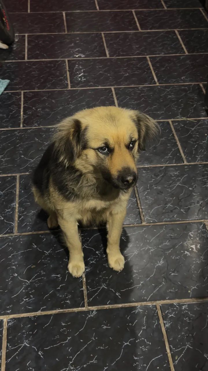 Cachorro docil 