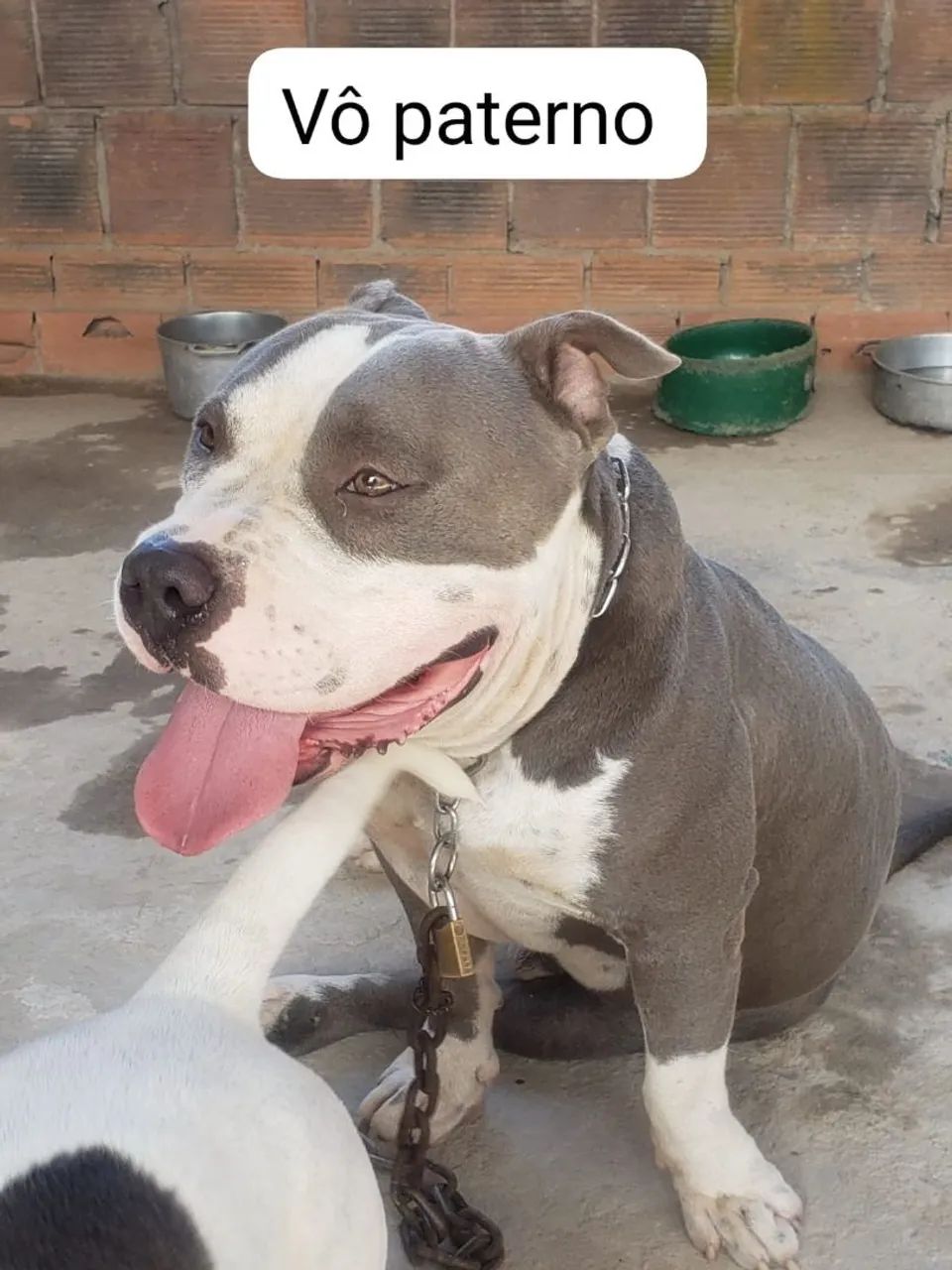 Vende-se filhotes de American bully  - Foto 2