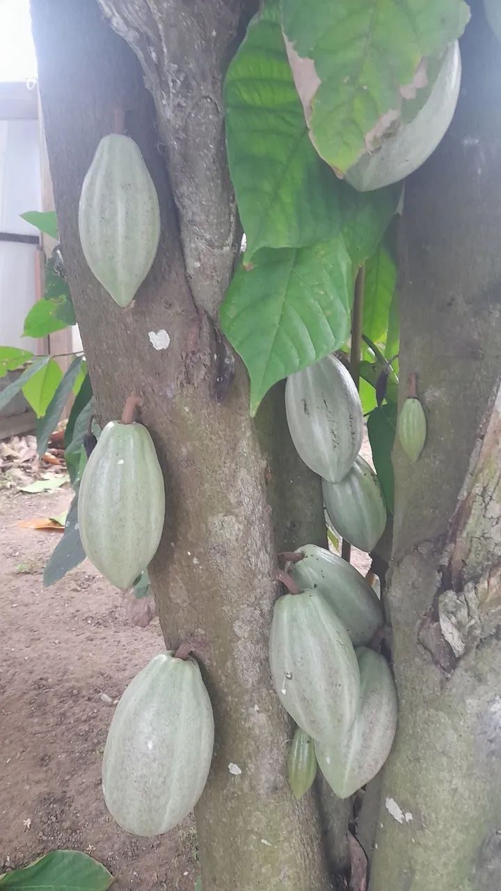 Nini sitio  - Foto 4