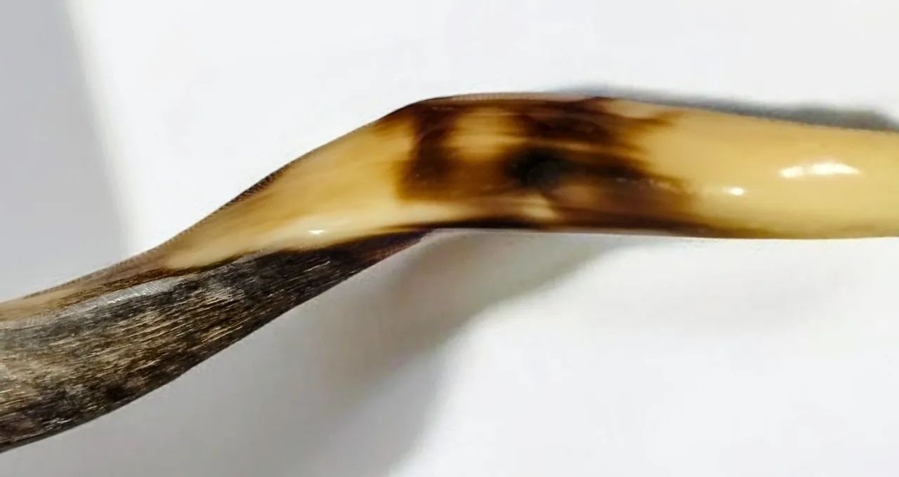 Shofar de antílope Israel  - Foto 5