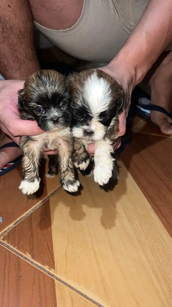 Shih Tzu  - Foto 4
