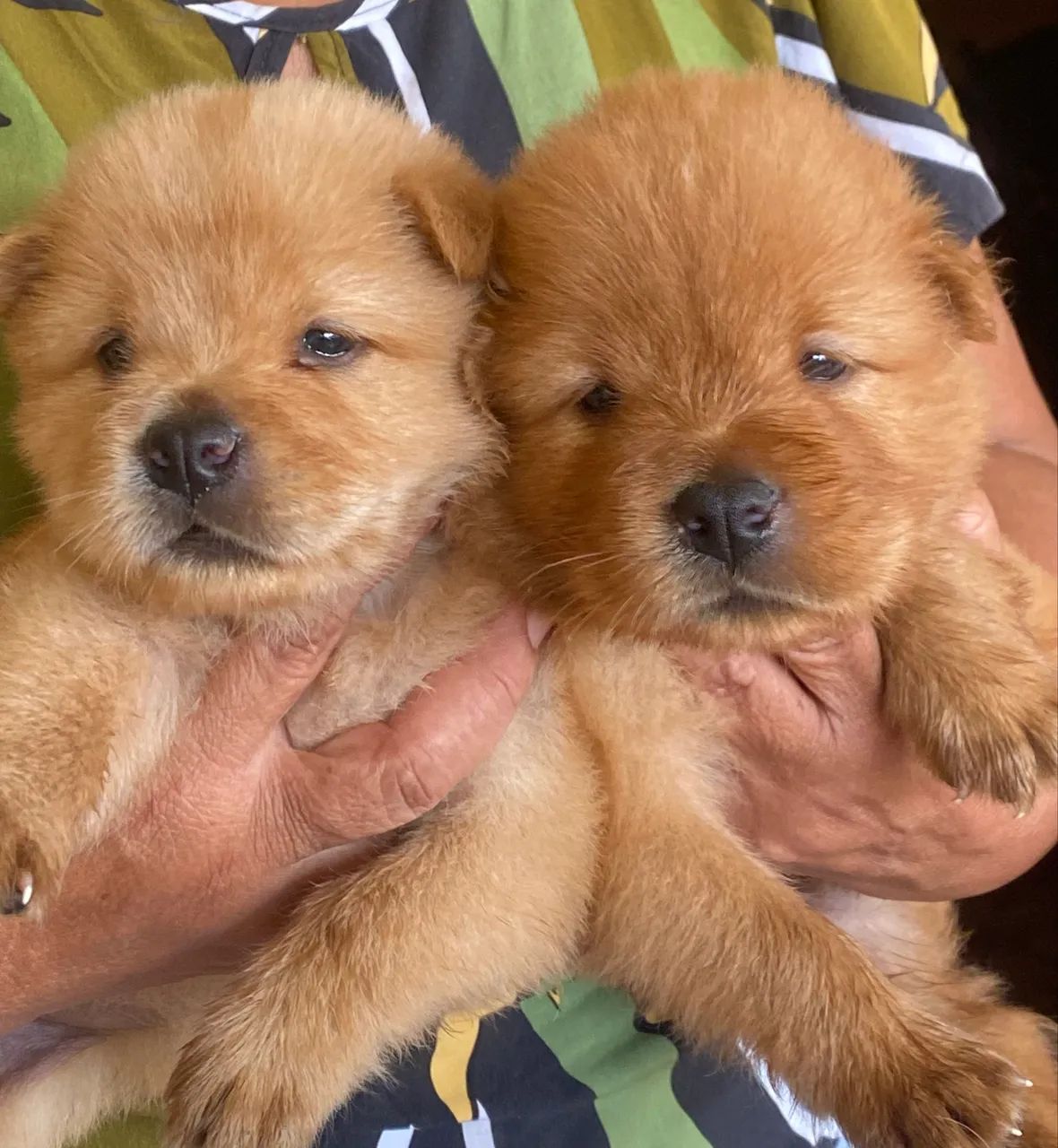 Filhotes chow chow  - Foto 2