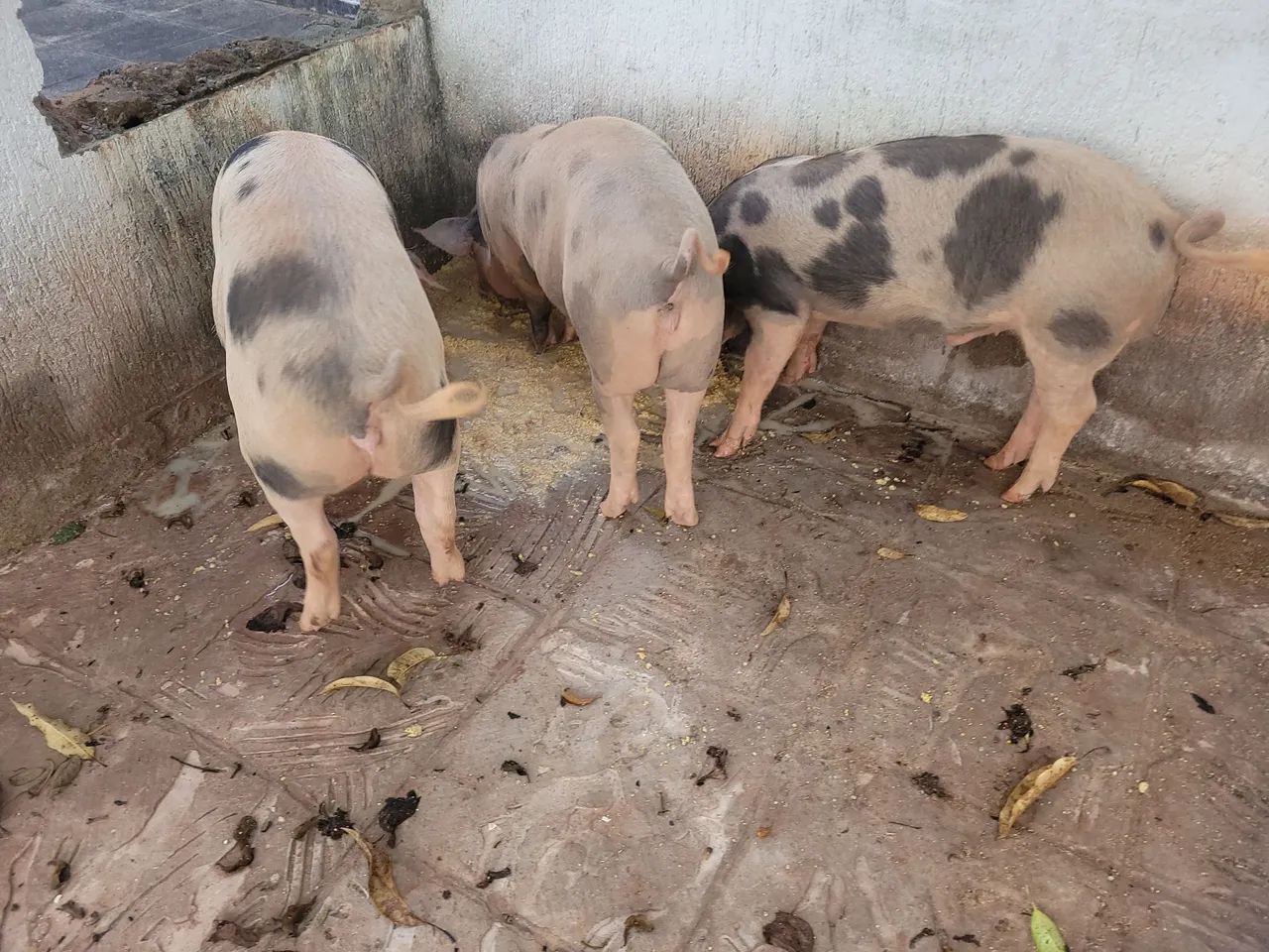 Vde 1 marrão e 2 marrãs de 5 meses - Foto 5