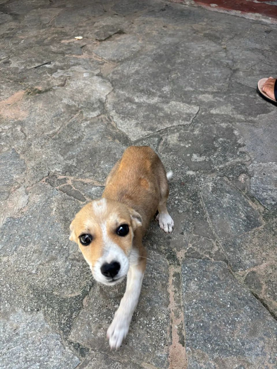 Doa-se Cachorro