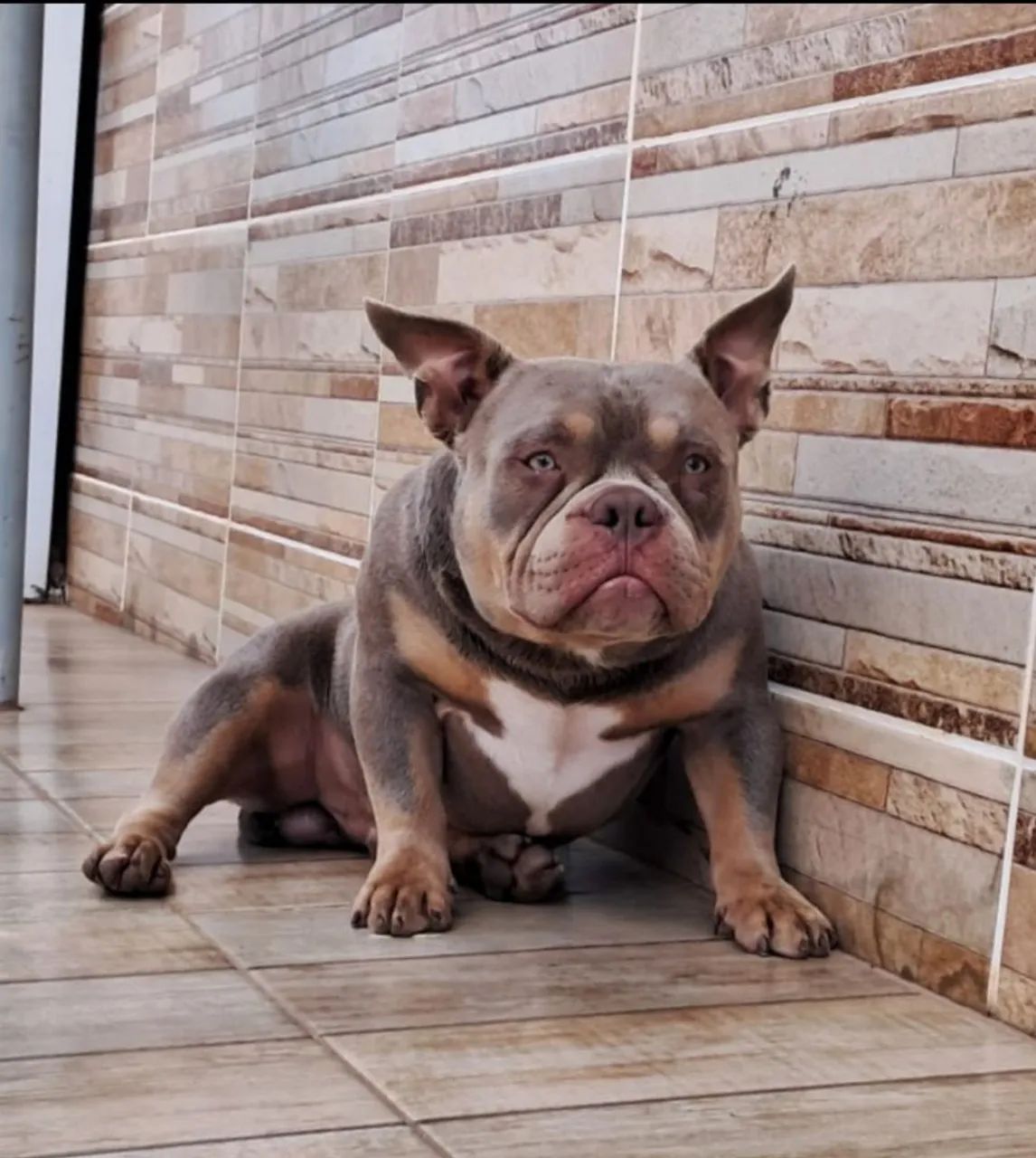 American Bully URGENTE  - Foto 4