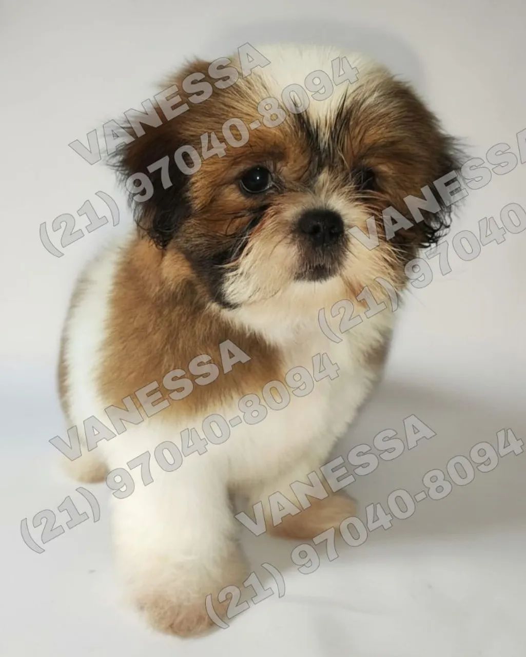 Filhotes de Shih-Tzu - Foto 3